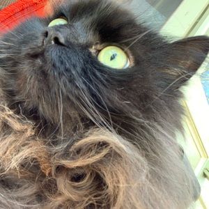 Meet your Posher, Colleen